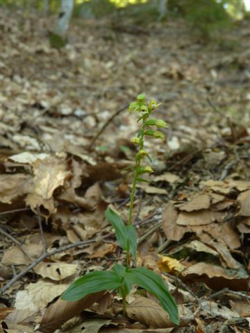 Epipactis pontica